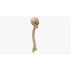 Real Human Spine Bones Skull and Jaw Anatomy With Intervertibral Disks 01 3D model